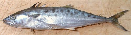 Whole Spotted Mackerel