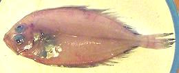 Juvenile Fish