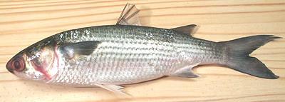 Whole Gray Mullet