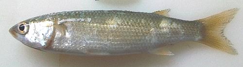 Whole South African Mullet