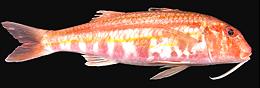 Striped Red Mullet