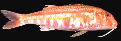 Whole Striped Red Mullet