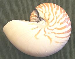 Nautilus