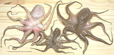 Several Small Octopi
