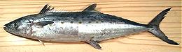 Fresh Fish