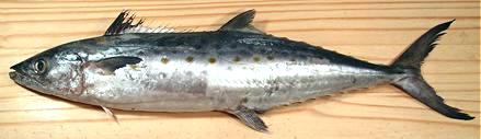 Fresh Fish