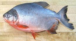 Whole Red Bellied Paku Fish