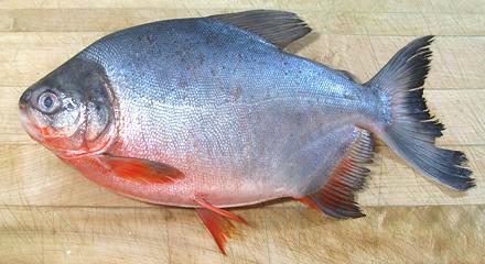 Whole Red Bellied Pacu Fish