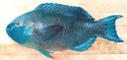 Whole Singapore Parrotfish