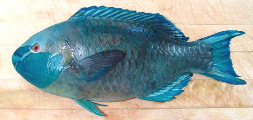 Whole Blue Singapore Parrotfish
