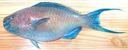 Whole Ember Parrotfish 15e