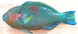 Whole Rivulated Parrotfish 20e