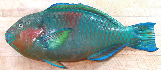 Whole Rivulated Parrotfish