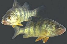 Two fish swimming