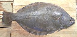 Sole