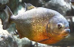 Live Red Piranha Fish