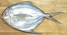 Butterfish