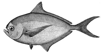 Drawing of Fish