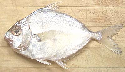 Pony Fish