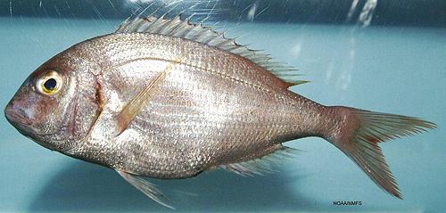 Whole Red Porgy