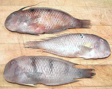 Three Whole Razorfish