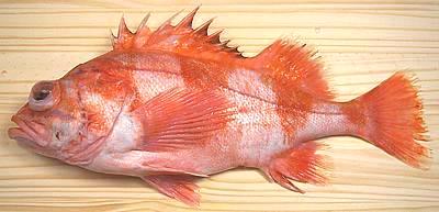 Whole Red Banded Rockfish