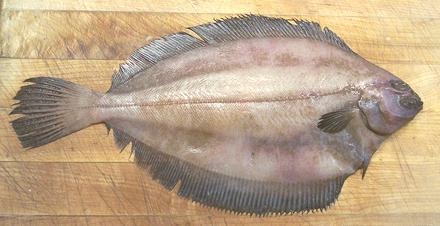 Rex Sole