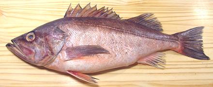 Whole Bococcio Rockfish