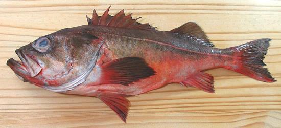 Whole Mexican Rockfish
