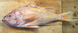 Canary Rockfish
