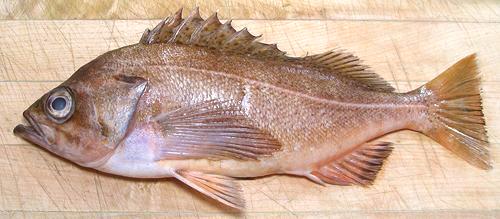 Whole Speckled Rockfish