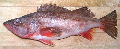 Whole Silvergray Rockfish