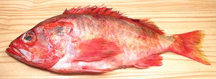 Whole Yellowmouth Rockfish