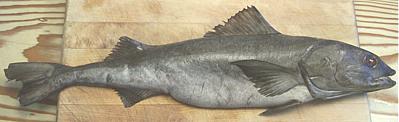 Sablefish