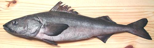 Fresh Fish