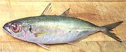 Bigeye Scad