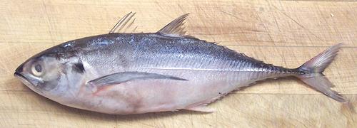 Whole Hardtail Scad Fish