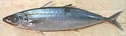 Whole Mackerel Scad 02e