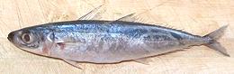 Whole Short Finned Scad