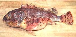 Scorpionfish