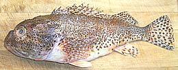 Scorpionfish