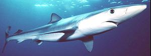 Live Blue Shark