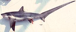 Whole Thresher Shark on Beach