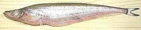 Whole Sheatfish 04d