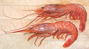 Two Argentine Red Shrimp