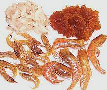 shrimp