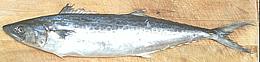Mackerel
