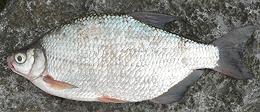 Whole Silver Bream 01e