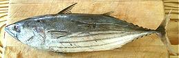 Fresh Fish