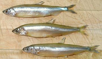 Three Smelts